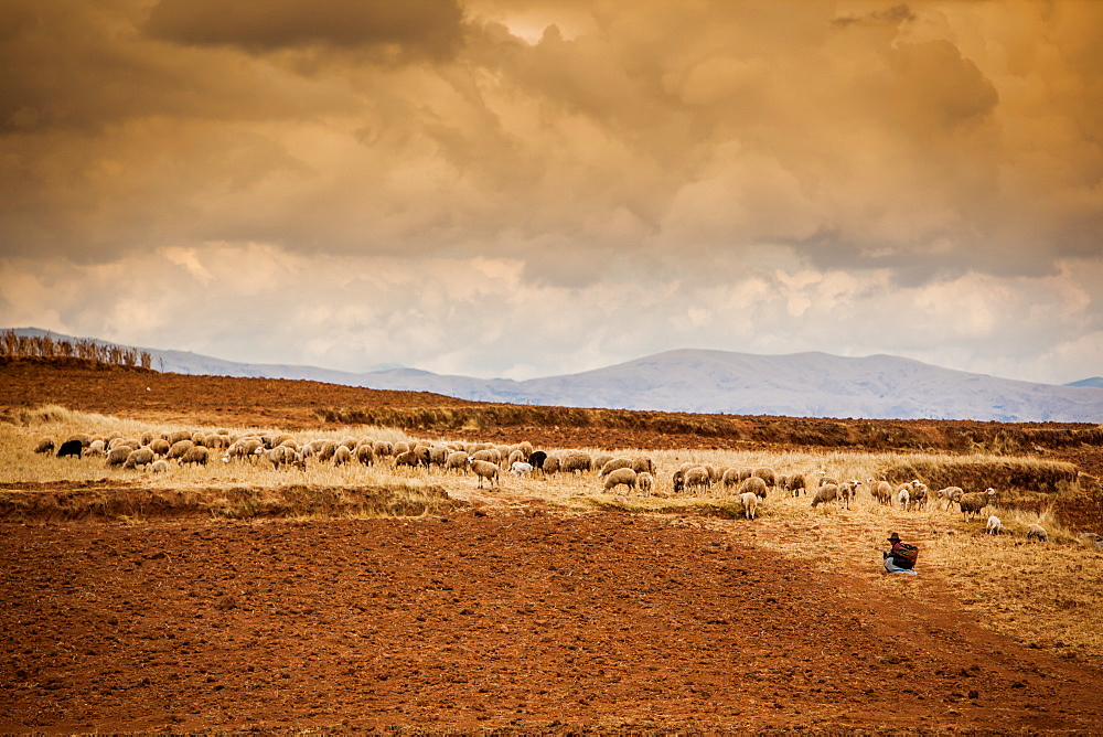 Farmer and her sheep, Sacred Valley, Cusco, Peru, South America