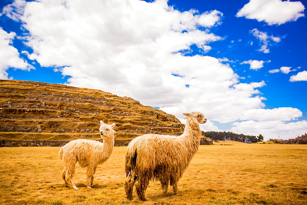 Two Llamas, Sacsayhuaman Ruins, Cusco, Peru, South America