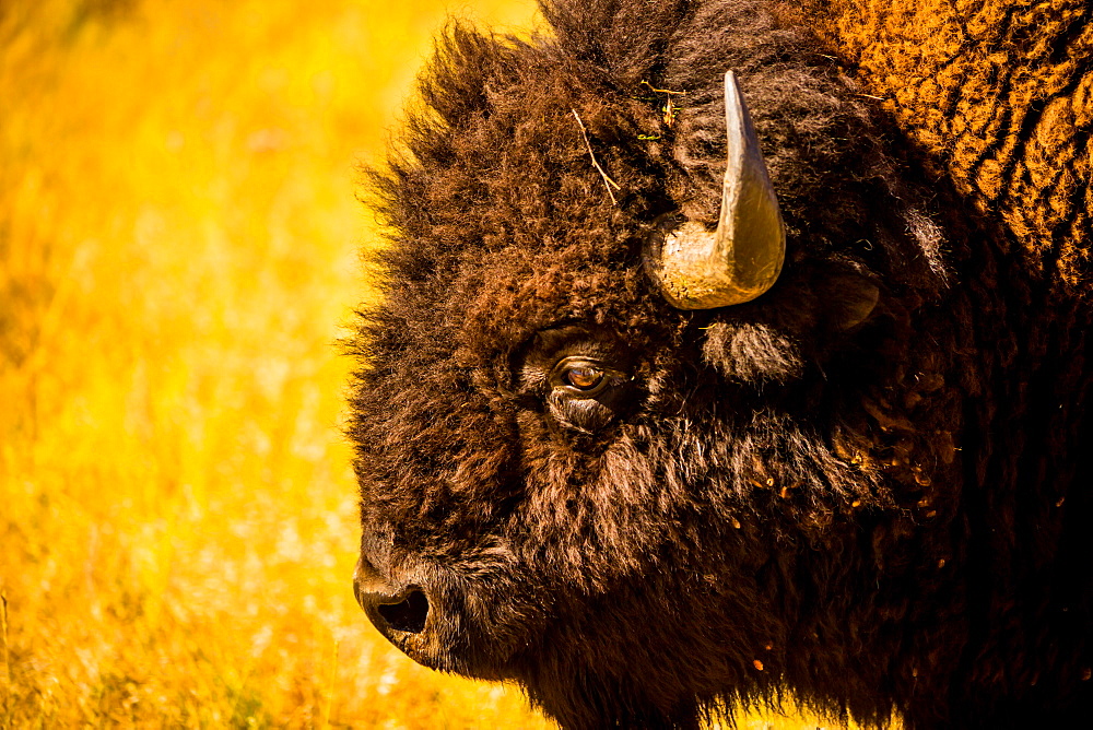 Portrait of an American buffalo, Buffalo Round Up, Custer State Park, Black Hills, South Dakota, United States of America, North America