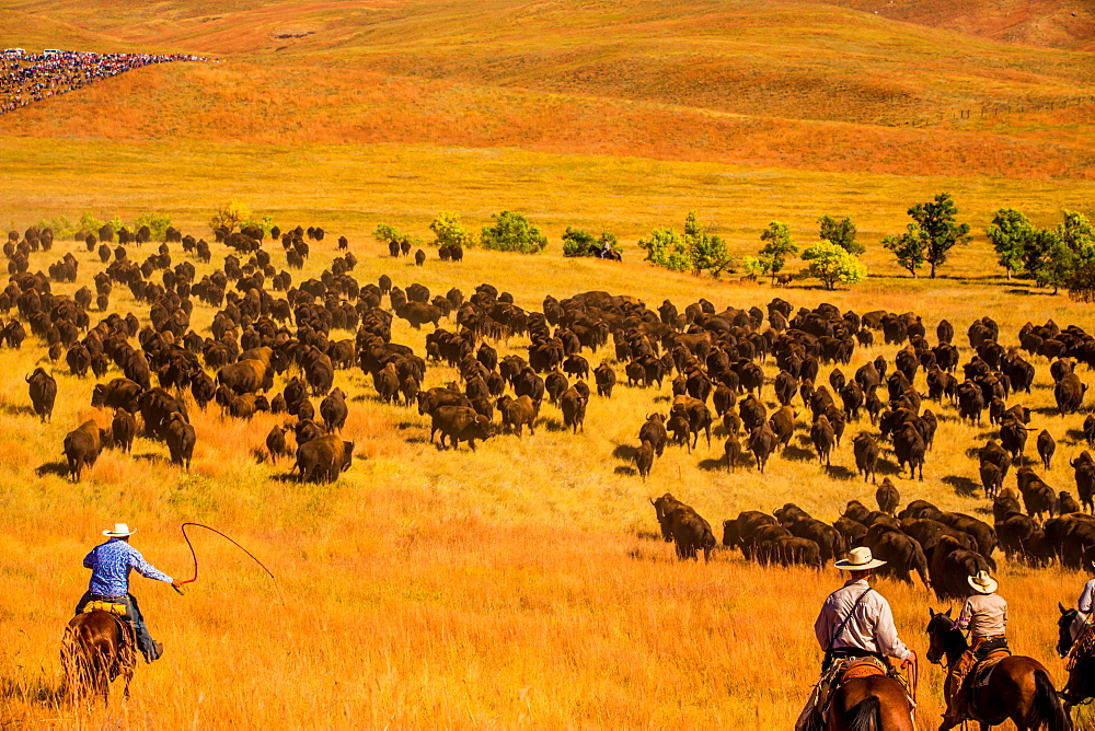 Buffalo Round Up, Custer State Park, Black Hills, South Dakota, United States of America, North America