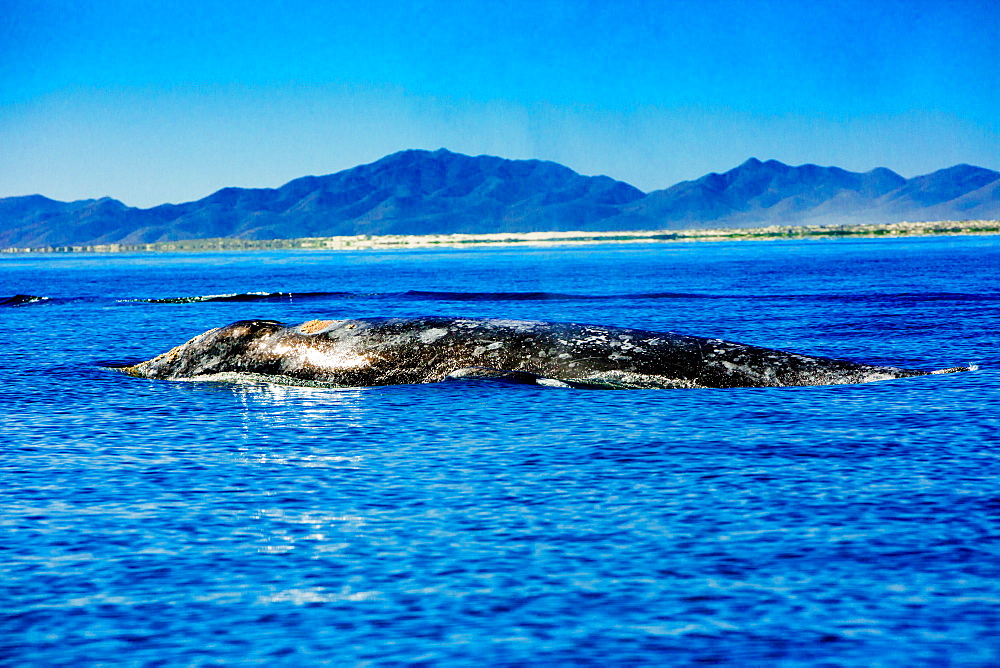 Grey whales, Whale Watching, Magdalena Bay, Mexico, North America