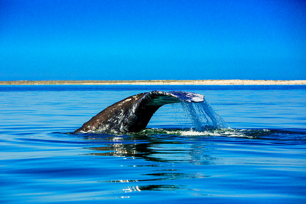 Grey whales, Whale Watching, Magdalena Bay, Mexico, North America