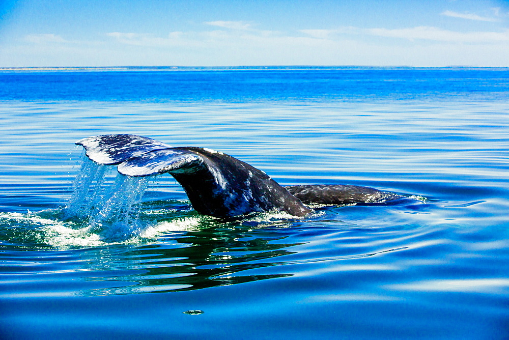 Grey whales, Whale Watching, Magdalena Bay, Mexico, North America