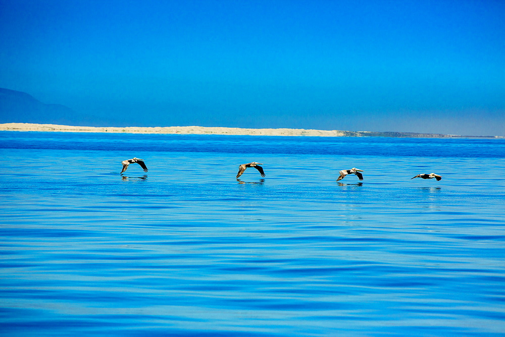 Pelicans, Whale Watching, Magdalena Bay, Mexico, North America