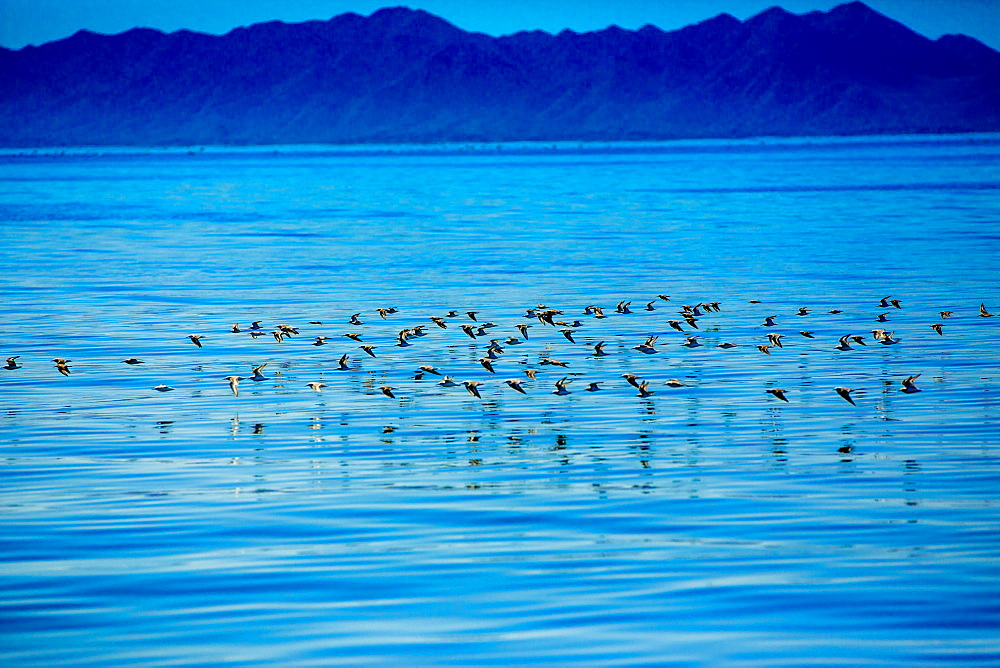 Birds, Whale Watching, Magdalena Bay, Mexico, North America