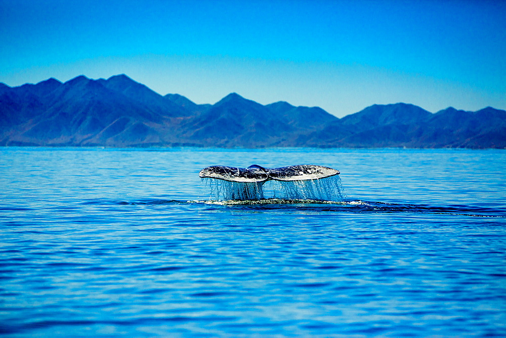 Grey whales, Whale Watching, Magdalena Bay, Mexico, North America