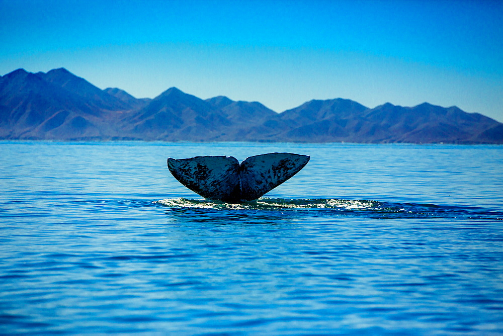 Grey whales, Whale Watching, Magdalena Bay, Mexico, North America