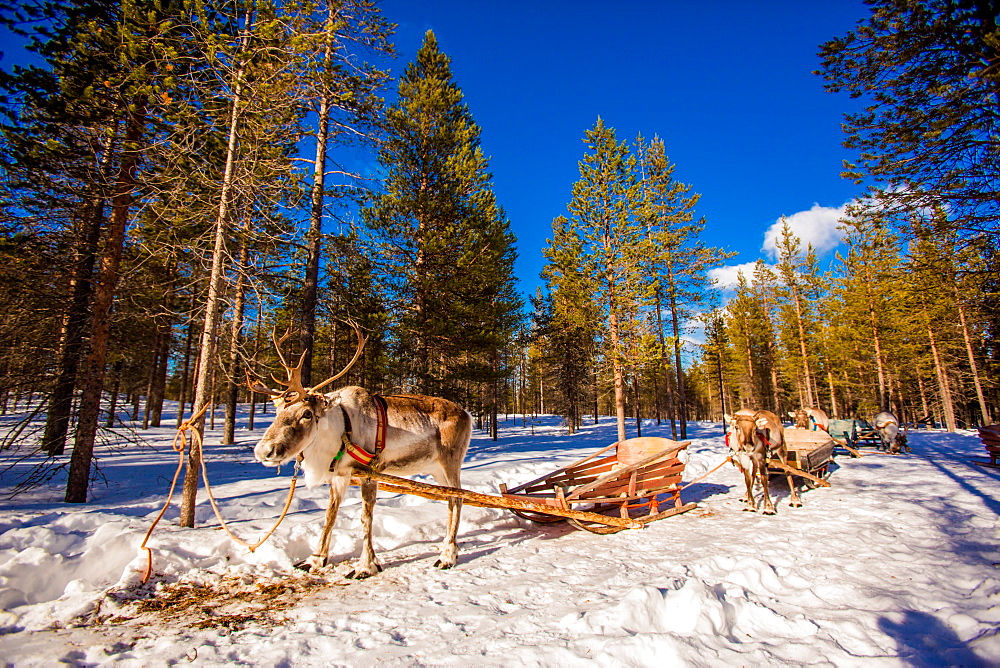 Reindeer Safari, Kakslauttanen Igloo Village, Saariselka, Finland, Scandinavia, Europe