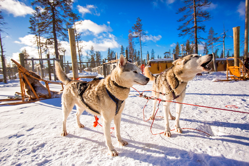 Husky Dogsledding Safari, Kakslauttanen Igloo Village, Saariselka, Finland, Scandinavia, Europe