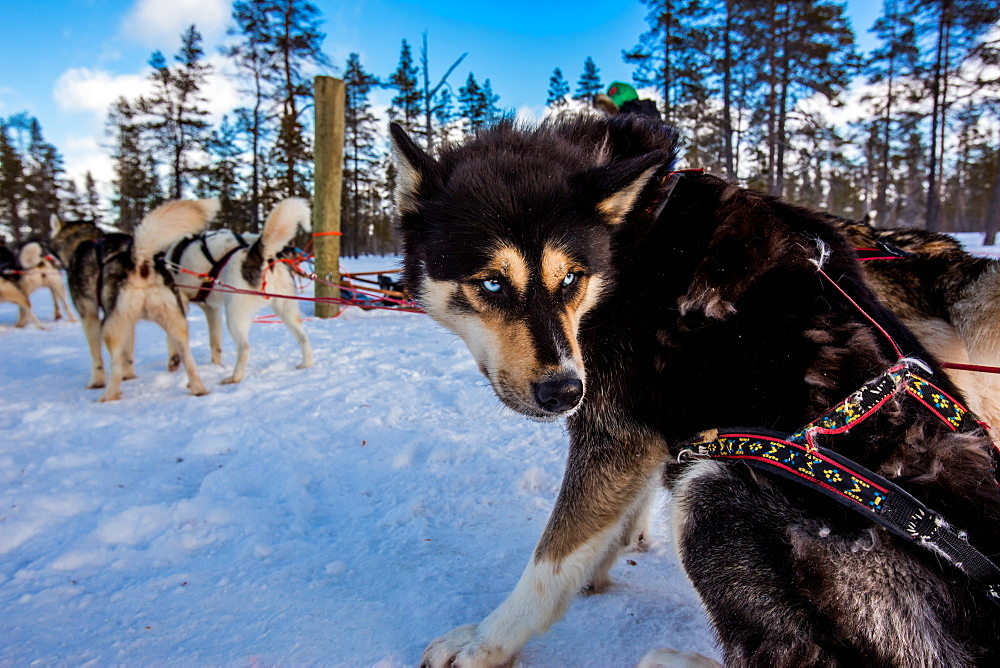 Husky Dogsledding Safari, Kakslauttanen Igloo Village, Saariselka, Finland, Scandinavia, Europe