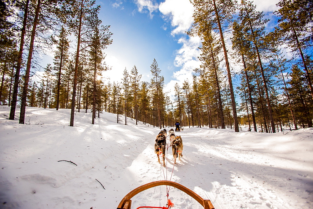 Husky Dogsledding Safari, Kakslauttanen Igloo Village, Saariselka, Finland, Scandinavia, Europe