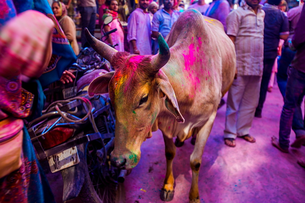 Holy cow, pigment throwing Holi Festival, Vrindavan, Uttar Pradesh, India, Asia