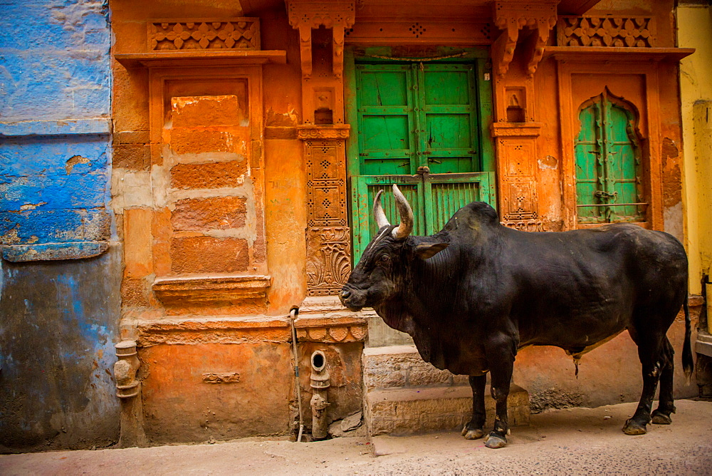 Holy cow standing in the blue streets of Jodhpur, the Blue City, Rajasthan, India, Asia