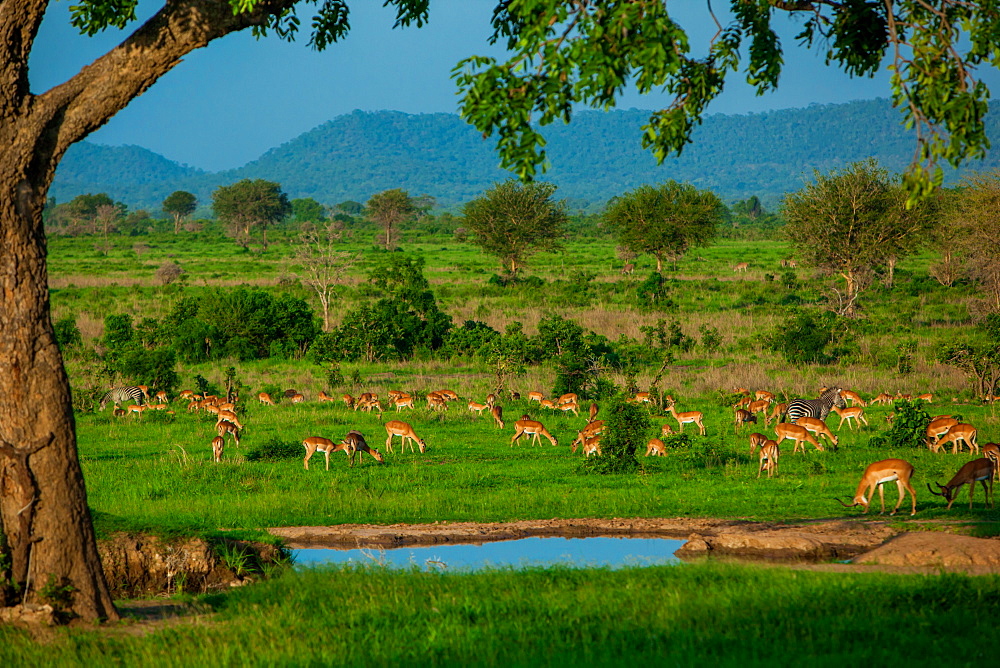 Impala at a watering hole, Mizumi Safari Park, Tanzania, East Africa, Africa