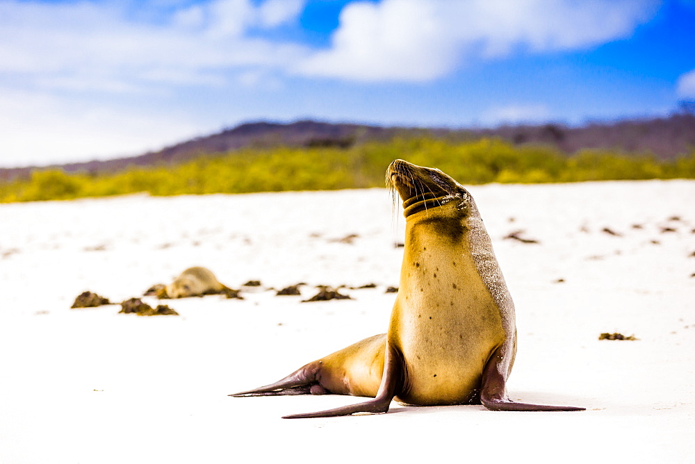 Sea lions on Floreana Island, Galapagos Islands, UNESCO World Heritage Site, Ecuador, South America