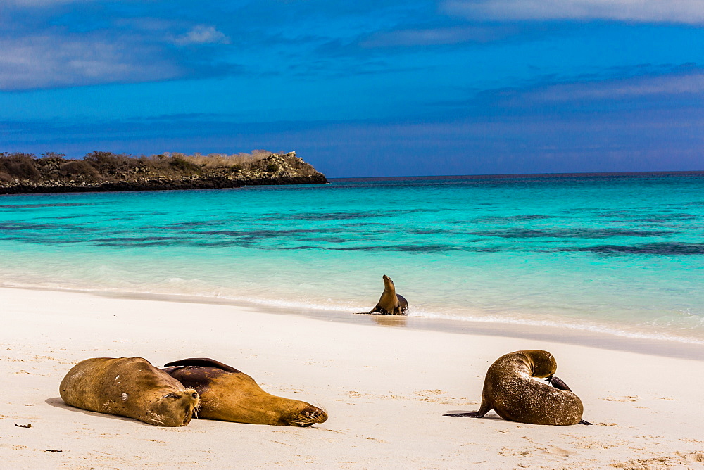 Sea lions on Floreana Island, Galapagos Islands, UNESCO World Heritage Site, Ecuador, South America