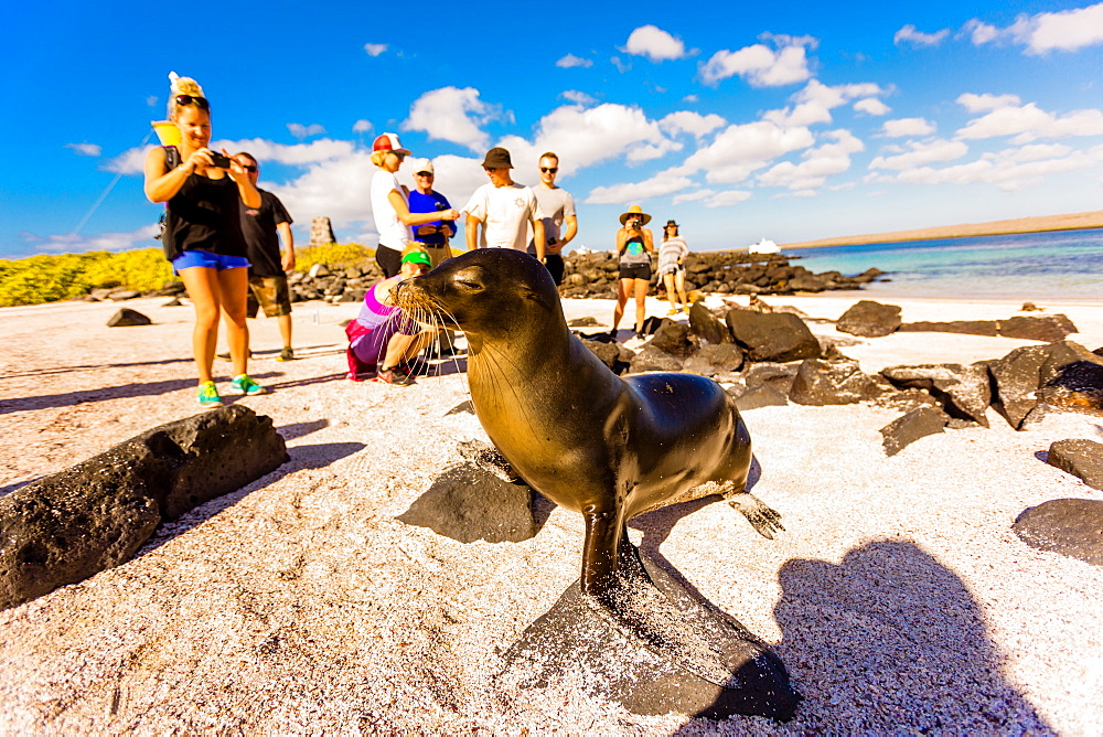 Sea lions on Floreana Island, Galapagos Islands, Ecuador, South America