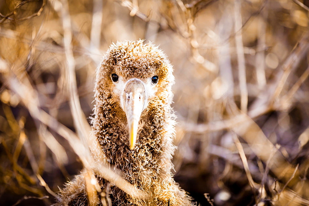 Baby albatross on Epanola Island, Galapagos Islands, Ecuador, South America