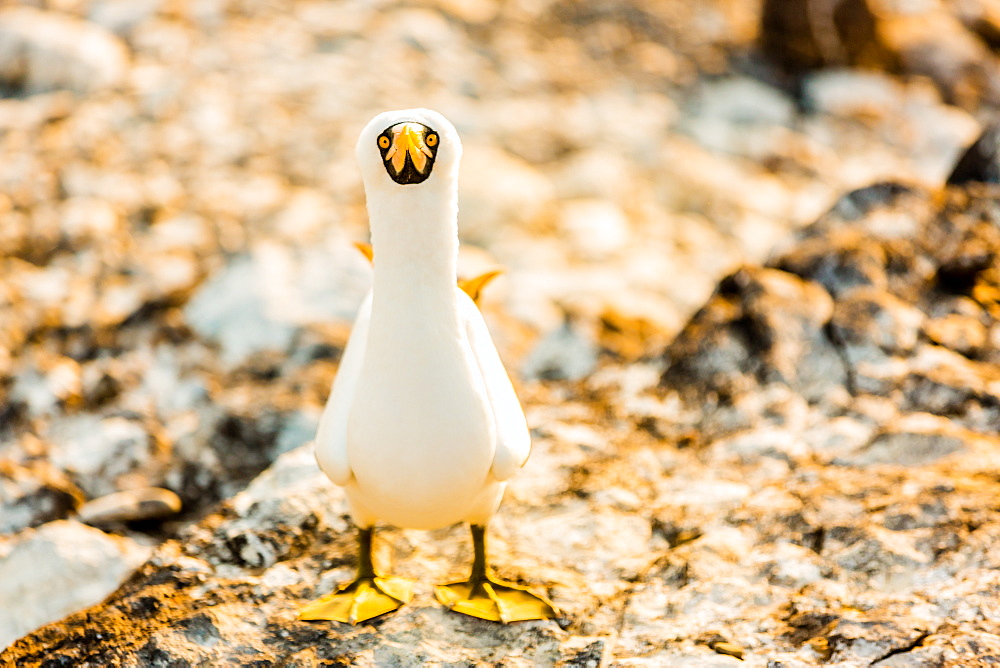 Nazca booby on Espanola Island, Galapagos Islands, Ecuador, South America