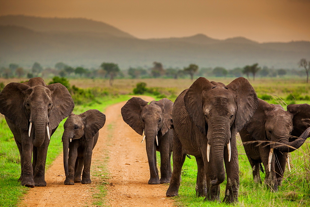 African elephant family on safari, Mizumi Safari Park, Tanzania, East Africa, Africa