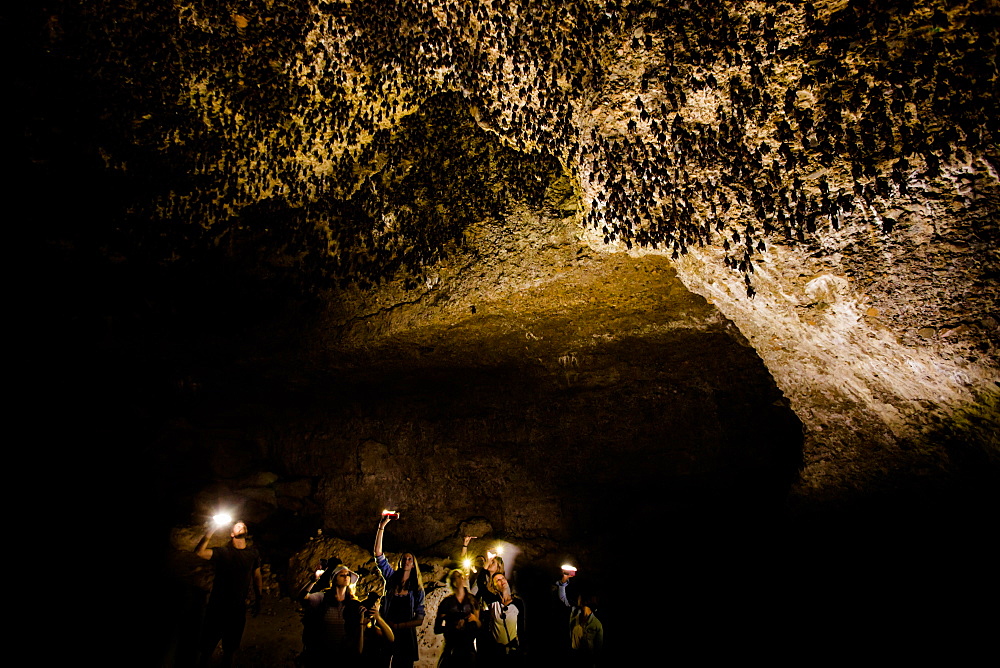 Cavers shining lamps on bats in Pokhara Bat Caves, Pokhara, Nepal, Asia