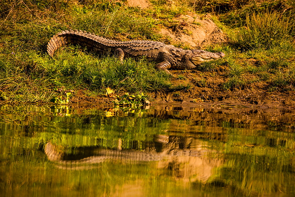 Crocodile sunning himself by a river, Chitwan Elephant Sanctuary, Nepal, Asia