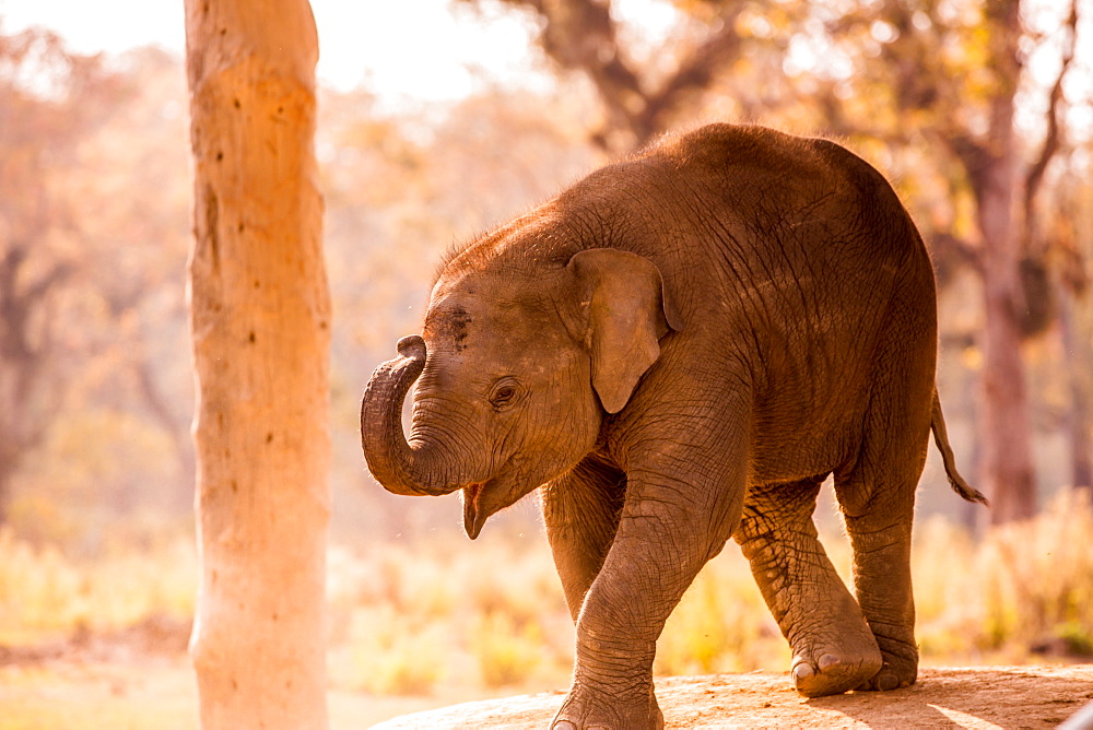 Baby elephant walking, Chitwan Elephant Sanctuary, Nepal, Asia