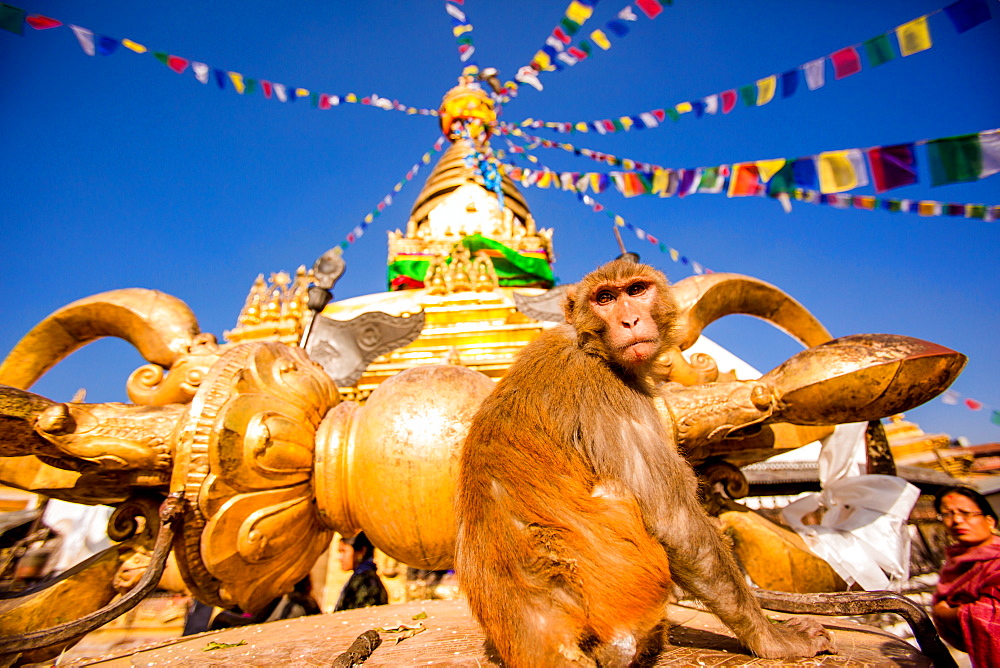 Sacred Monkey Temple (Swayambhunath Temple), UNESCO World Heritage Site, Kathmandu, Nepal, Asia