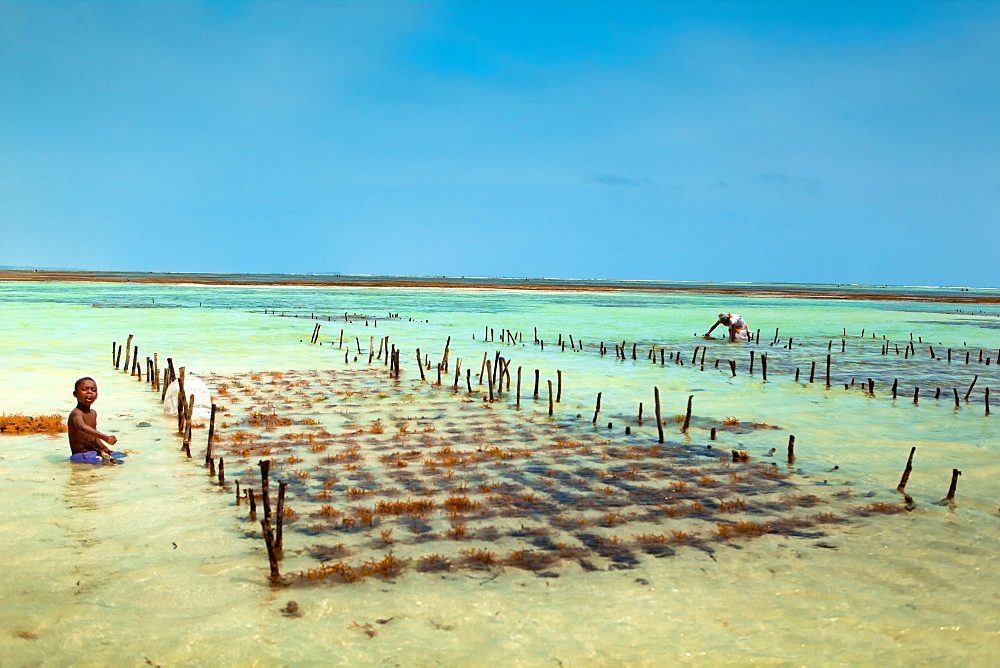 Seaweed farmer, Zanzibar Island, Tanzania, East Africa, Africa