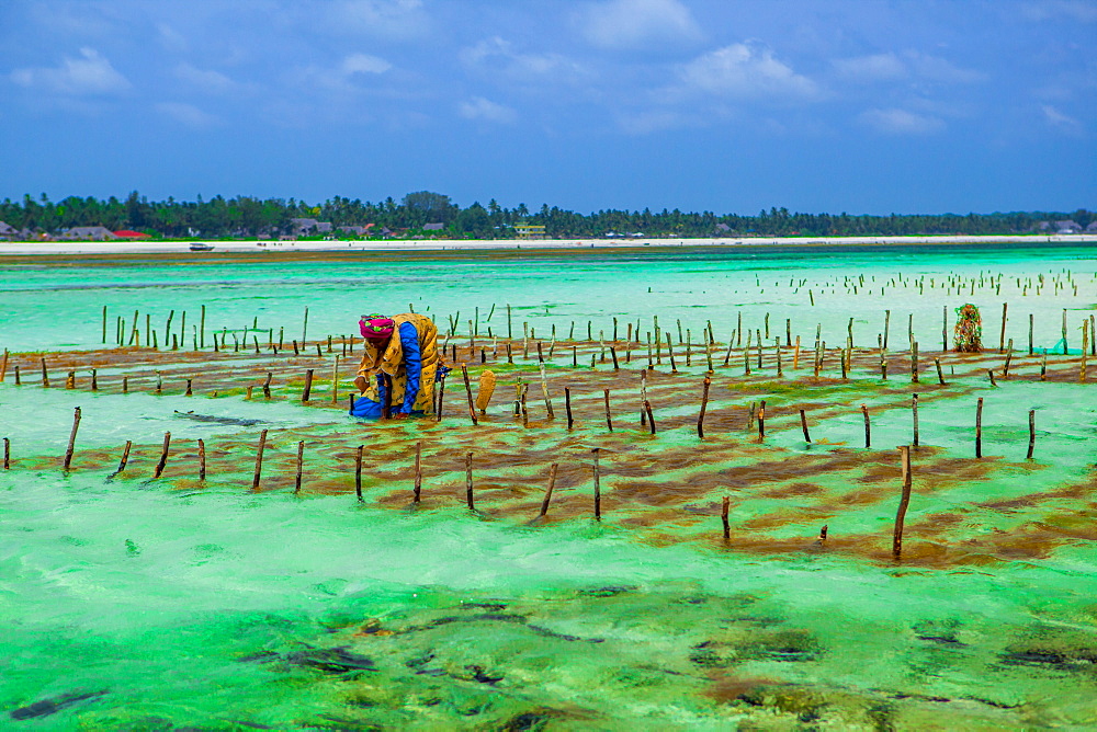 Seaweed farmer, Zanzibar Island, Tanzania, East Africa, Africa