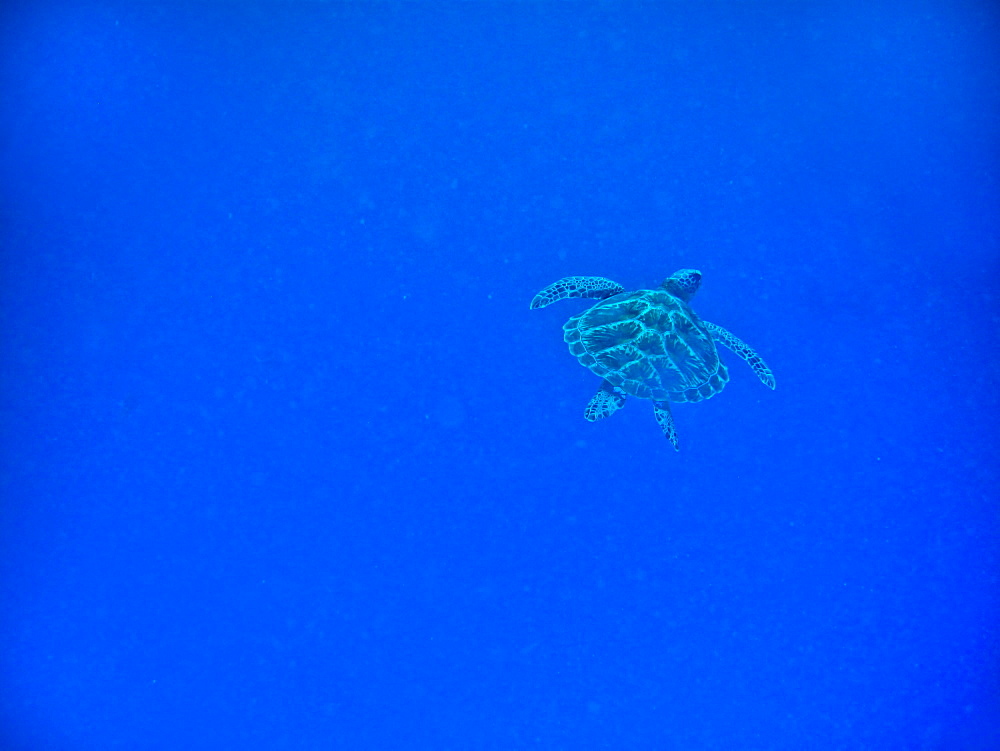 Sea turtle swimming, Zanzibar Island, Tanzania, East Africa, Africa