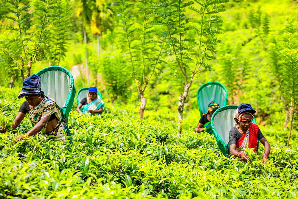 Tea workers in tea country in Sri Lanka, Asia