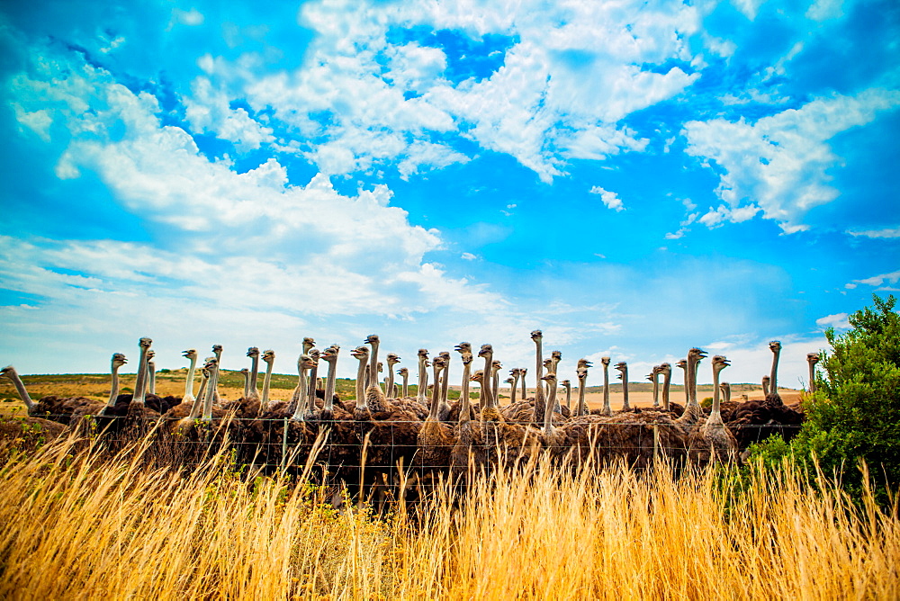 Ostrich Farm on the Garden Route, Knysna, South Africa, Africa