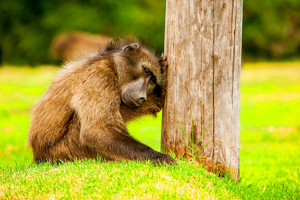 Baboon resting, Johannesburg, South Africa, Africa