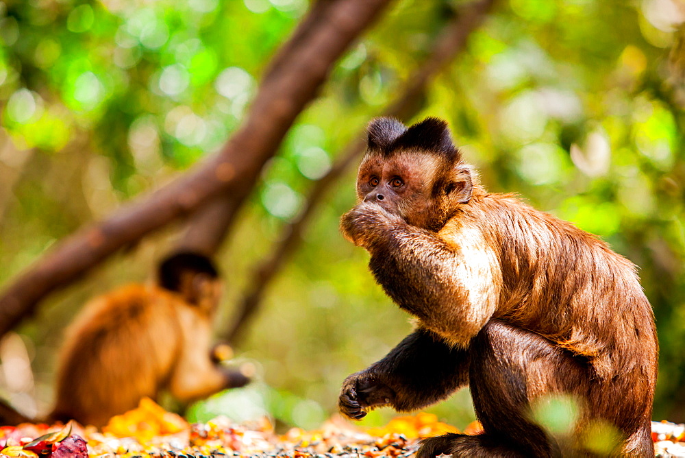 Monkey Reserve, Johannesburg, South Africa, Africa