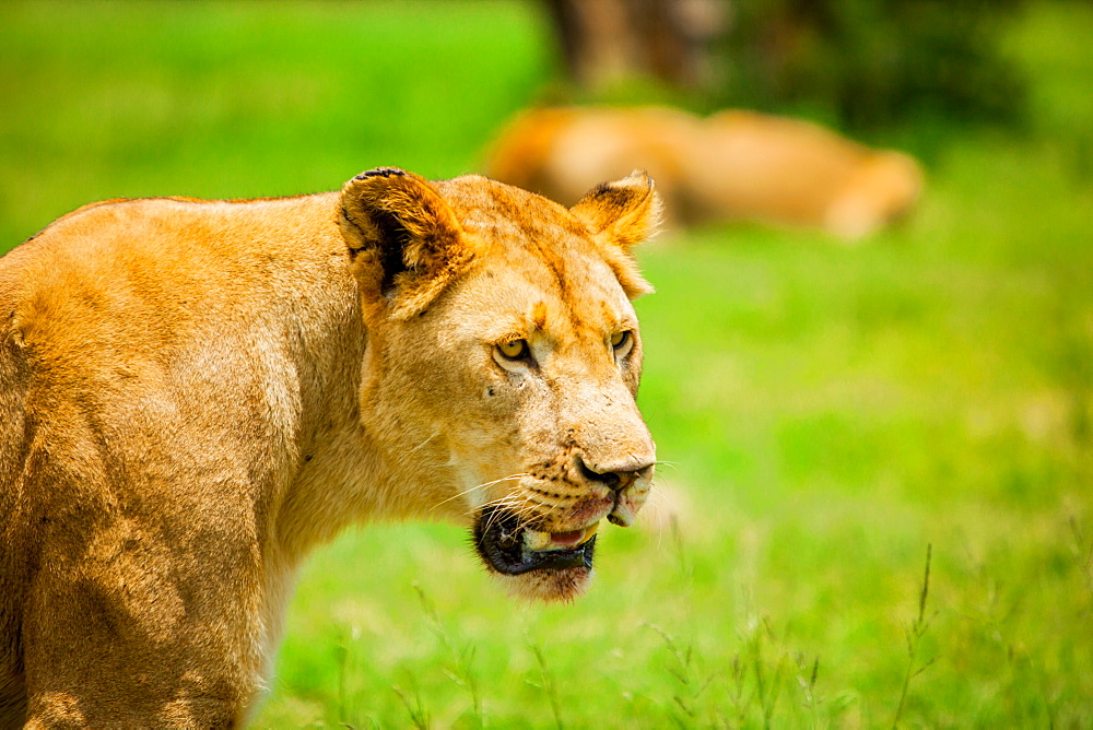 Lioness at Kruger National Park, Johannesburg, South Africa, Africa