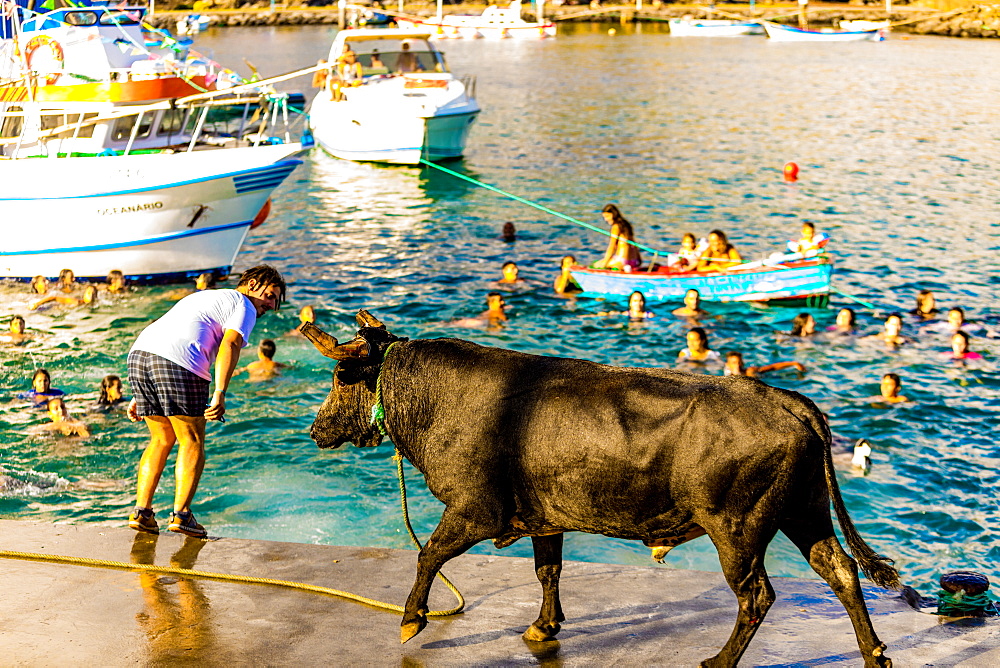 Running of the Bulls in Sao Mateus village on Terceira Island, Azores, Portugal, Atlantic, Europe