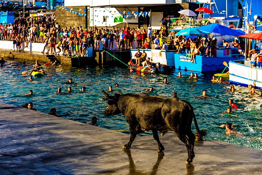 Running of the Bulls in Sao Mateus village on Terceira Island, Azores, Portugal, Atlantic, Europe