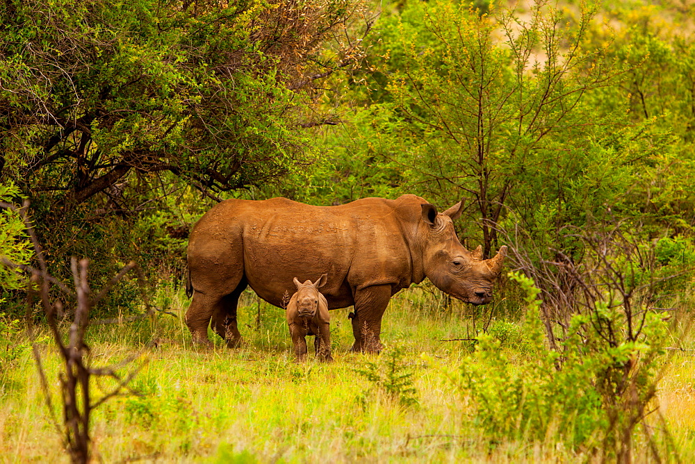 African rhino and baby, Kruger National Park, Johannesburg, South Africa, Africa