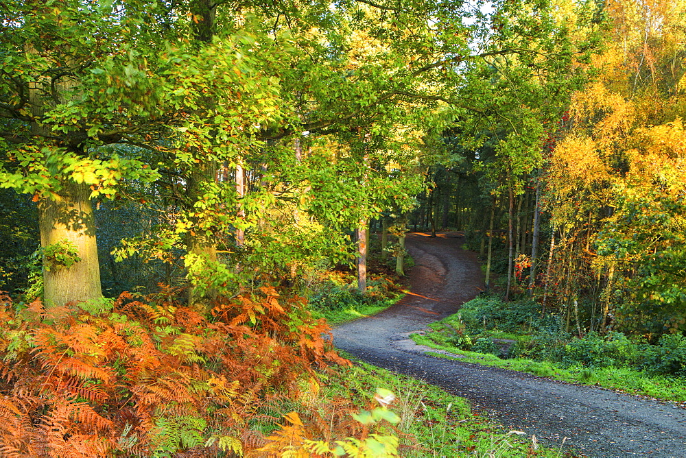 A track leads into Delamere Forest with autumn colour filling the landscape, Cheshire, England, United Kingdom, Europe