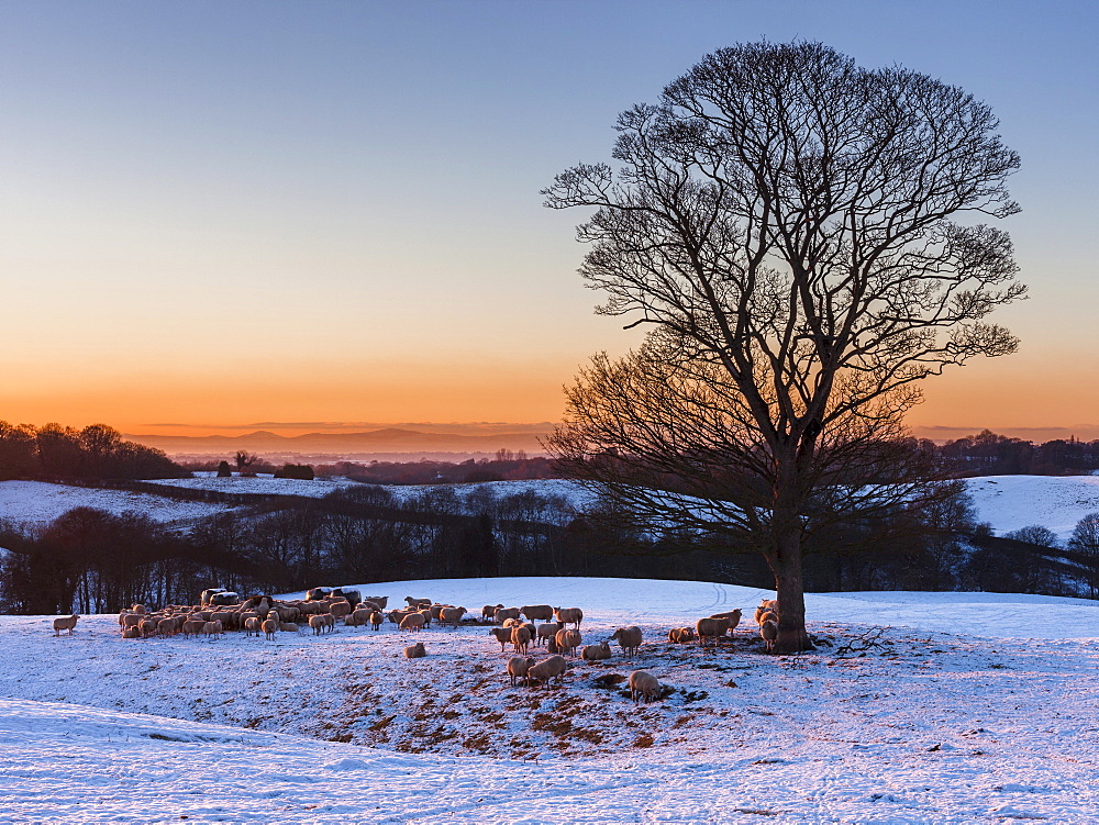 A herd of sheep grazing in the winter snow near Delamere Forest, Cheshire, England, United Kingdom, Europe