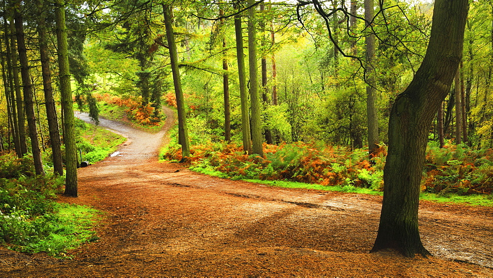 Woodland path within Delamere Forest on an autumn afternoon, Cheshire, England, United Kingdom, Europe