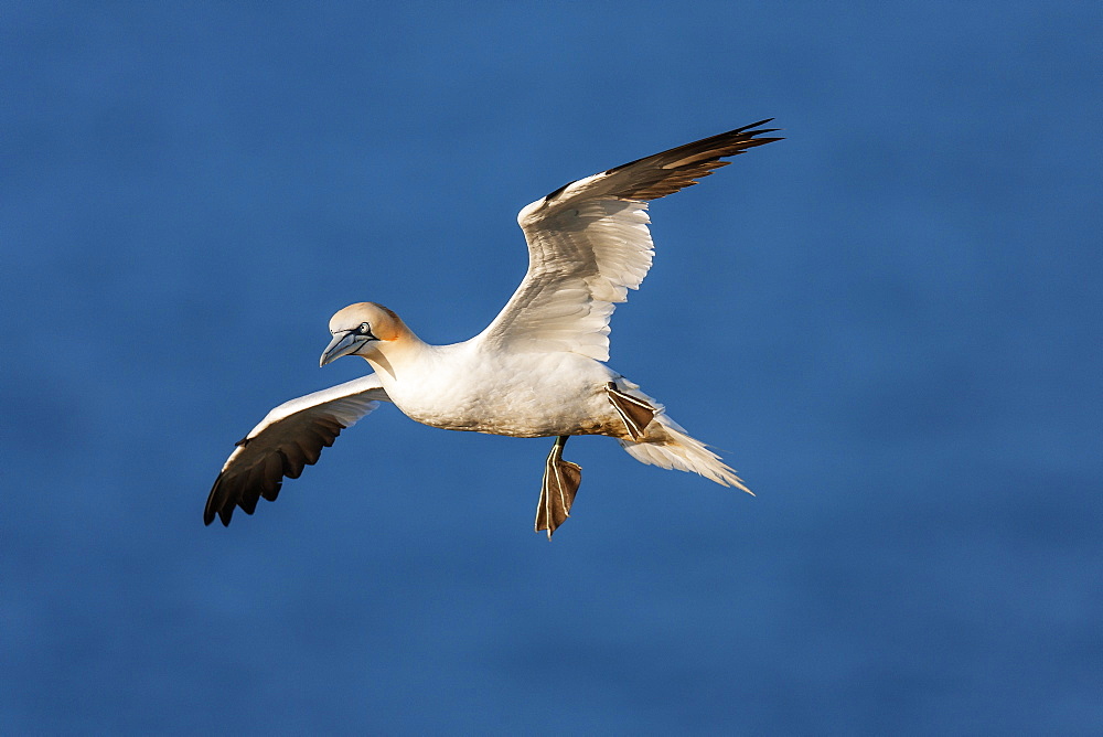 Gannet (Morus bassanus) in flight above the sea at Bempton cliffs, Yorkshire, England, United Kingdom, Europe