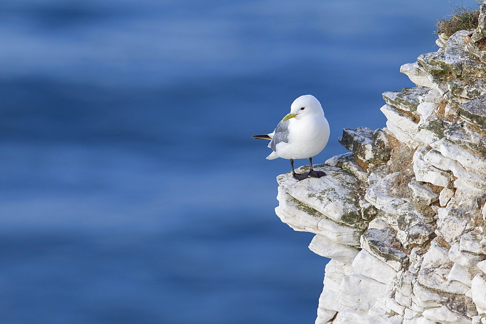 Kittiwake (Rissa tridactyla) looking out to sea perched on a narrow rocky ledge at Bempton cliffs, Yorkshire, England, United Kingdom, Europe