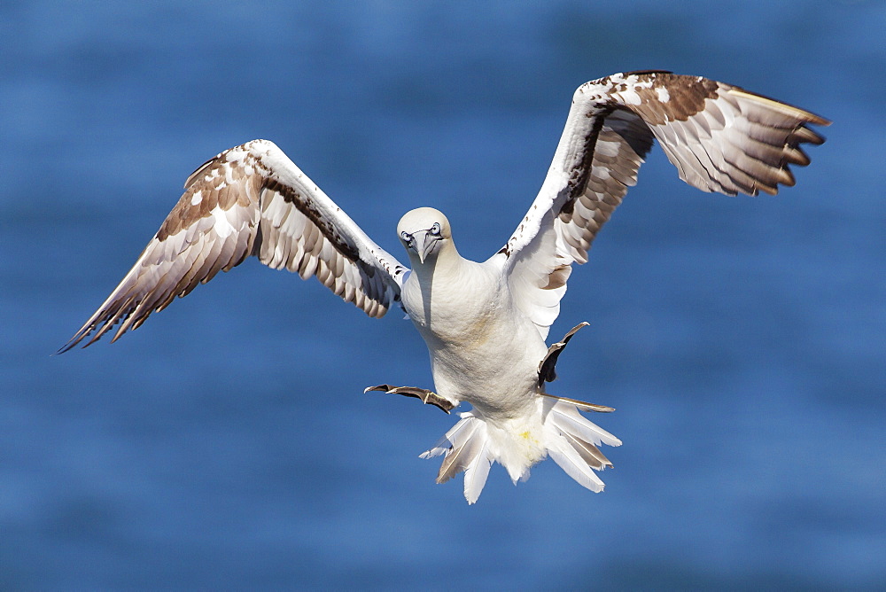 Juvenile gannet (Morus bassanus) in flight above the sea at Bempton cliffs, Yorkshire, England, United Kingdom, Europe