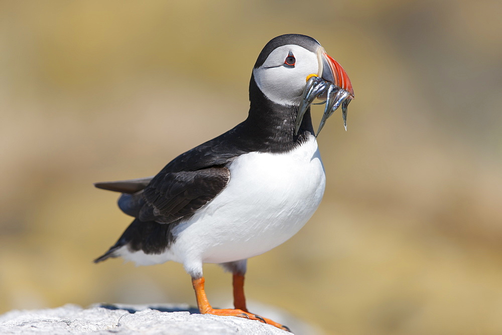 Puffin (Fratercula arctica) at rest with a beak full of sand eels, Farne Islands, Northumberland, England, United Kingdom, Europe