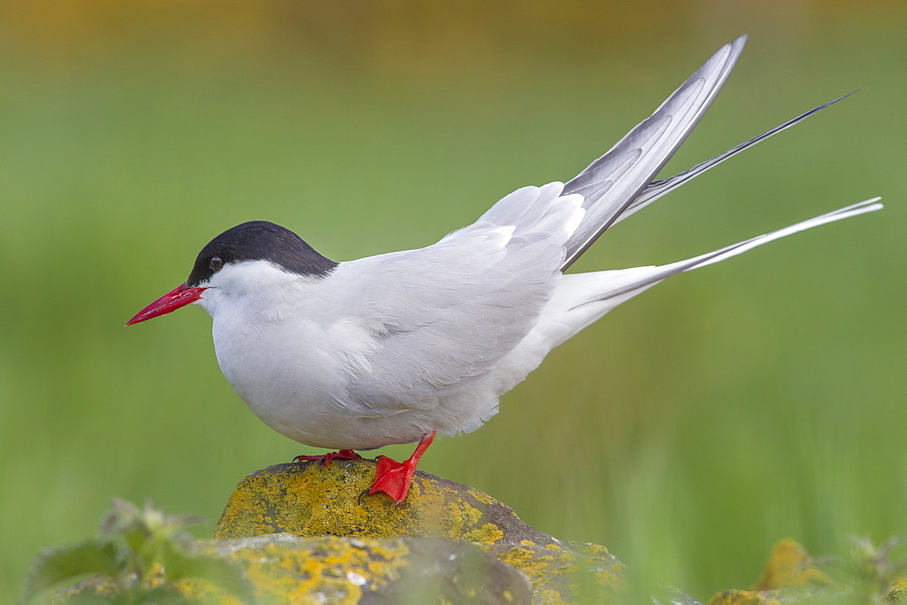 Arctic tern (Sterna paradisaea)perched on a rock on the Farne Islands, Northumberland, England, United Kingdom, Europe