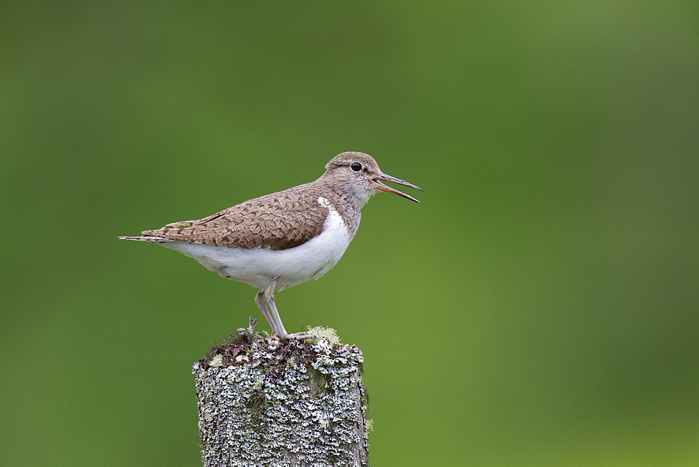 Common sandpiper (Actitis hypoleucos) singing while perched on an old tree stump in the Findhorn Valley, Scotland, United Kingdom, Europe