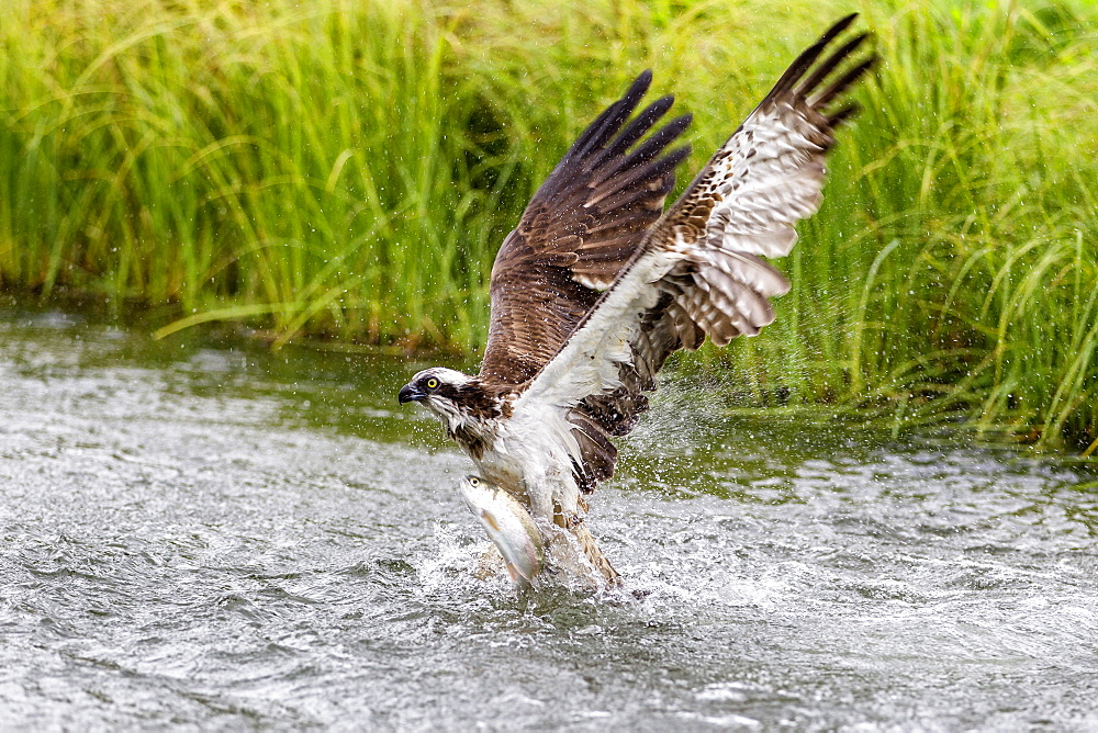 Osprey (Pandion haliaetus) exiting a small pond with its huge wings extended to create the energy to lift with a large fish, Pirkanmaa, Finland, Scandinavia, Europe