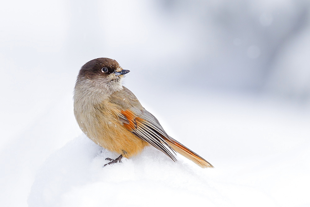 Siberian jay (Perisoreus infaustus) in the snow in the Taiga Forest, Finland, Scandinavia, Europe